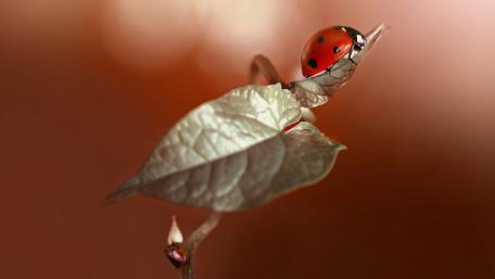 Vibrant Ladybug on a Leaf wallpaper
