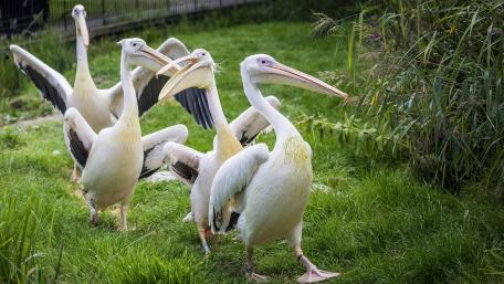 Elegant Pelicans Wandering in Harmony wallpaper