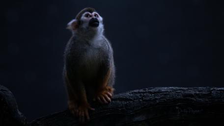Curious Monkey in Dim Light wallpaper