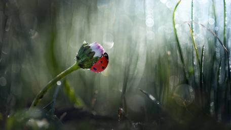 Delicate Ladybug on a Blossoming Flower wallpaper