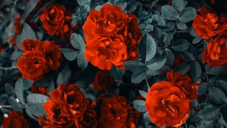 Vibrant Red Roses in Bloom wallpaper