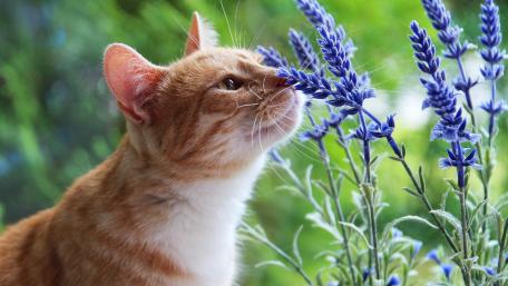 Curious Cat Amidst Lavender Blooms wallpaper