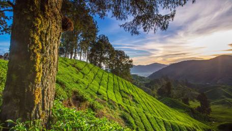 Lush Green Tea Plantations at Sunset wallpaper