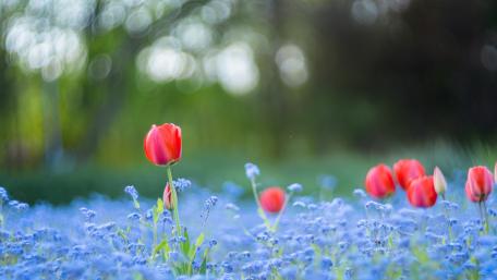 Vibrant Tulips Amidst Blue Blossoms wallpaper