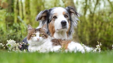 Playful Companions in Nature wallpaper