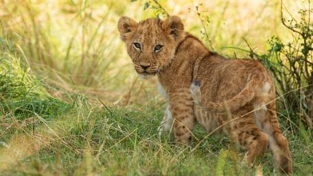 Playful Lion Cub in Nature Light wallpaper