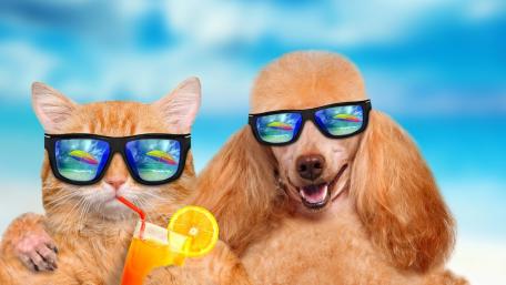Chill Vibes with Cool Pets wallpaper