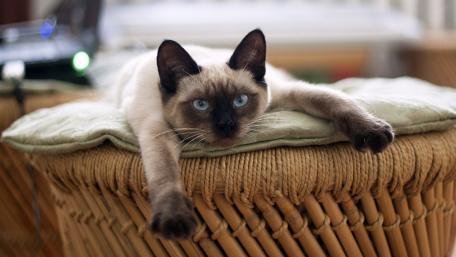Siamese Cat Relaxing in Sunlight wallpaper