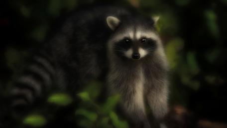 Mysterious Raccoon in the Shadows wallpaper