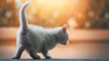 Playful White Kitten in Soft Light wallpaper
