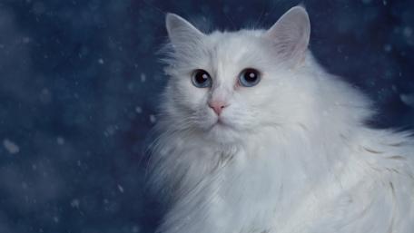 Majestic White Cat in a Snowy Scene wallpaper