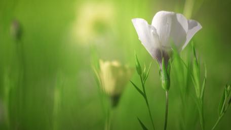Elegant White Flower in Lush Greenery wallpaper