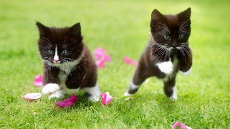 Playful Kittens in a Flower-filled Meadow wallpaper