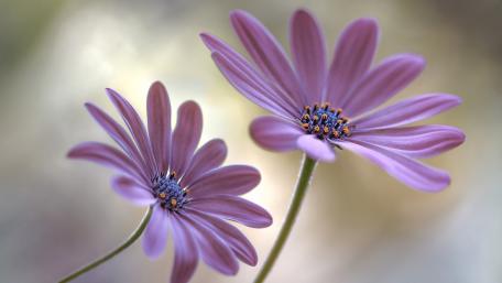 Delicate Blooms in Soft Light wallpaper
