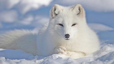 Majestic Arctic Fox in Winter Wonderland wallpaper