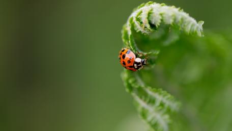 Colorful Ladybug on a Green Fern Leaf wallpaper