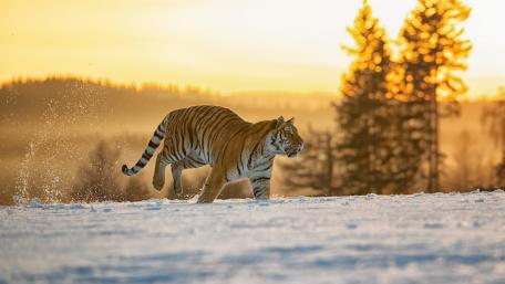 Majestic Tiger in Winter Landscape wallpaper