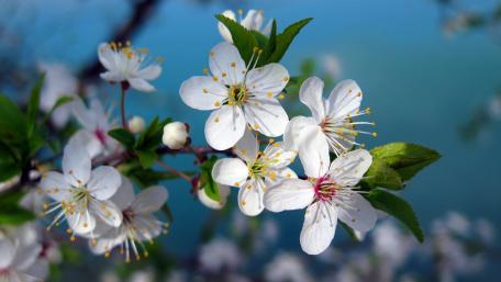 Serene Blooming Cherry Blossoms in Nature's Embrace wallpaper