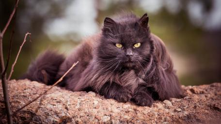 Majestic Dark Feline Resting on a Rock wallpaper