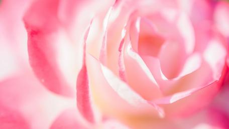 Delicate Pink Rose Blossom Wallpaper wallpaper