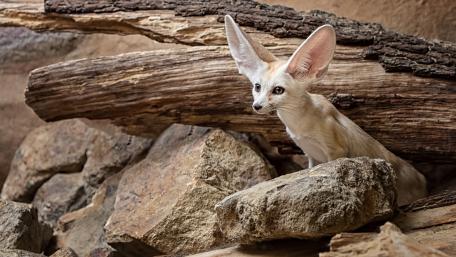 Fennec Fox Among Rocks in a Natural Habitat wallpaper