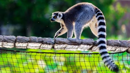 Playful Lemur on a Fence in Nature wallpaper