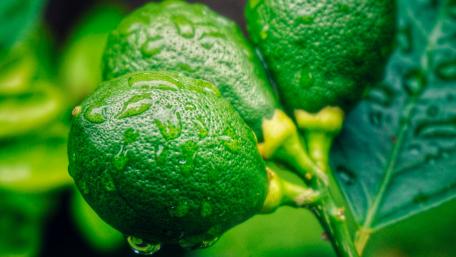 Fresh Dewy Lemons on Vibrant Green Background wallpaper