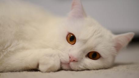 White Cat with Striking Orange Eyes wallpaper