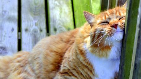 Cozy Cat Relaxing in the Sunlight wallpaper