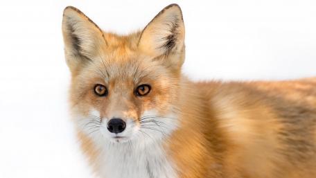 Majestic Red Fox in Snowy Background wallpaper