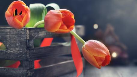 Vibrant Tulips in a Rustic Basket wallpaper