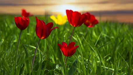 Vibrant Tulips Under a Golden Sky wallpaper