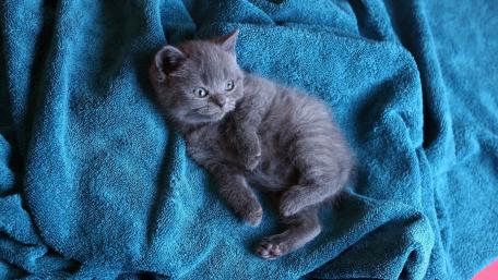 Adorable Gray Kitten on Blue Blanket wallpaper
