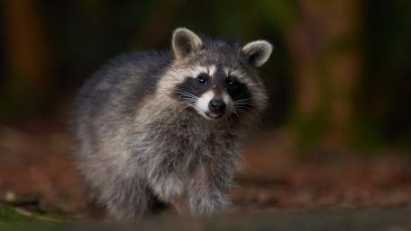 Curious Raccoon in Nature’s Embrace wallpaper