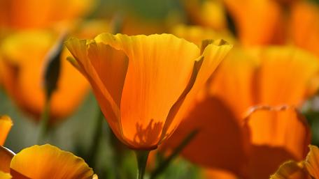 Vibrant Orange Poppies in Bloom wallpaper