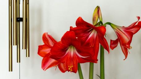 Radiant Red Blooms on Display wallpaper
