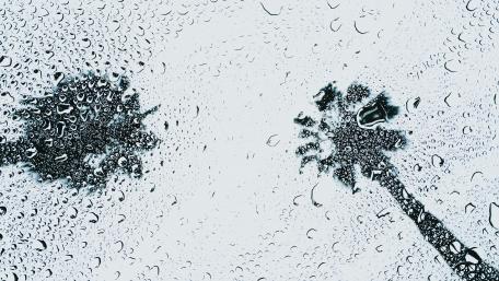 Raindrop Palm Silhouettes Against Glass wallpaper