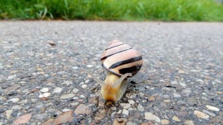 Snail's Journey on a Calm Path wallpaper