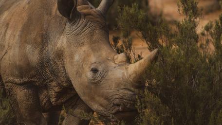 Rhinoceros wallpaper
