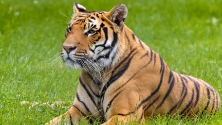 Majestic Tiger Resting in Nature's Embrace wallpaper