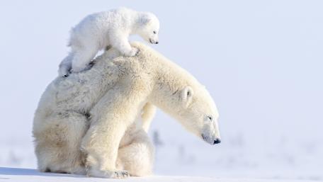 Polar Bear and Cub Bonding in the Snowy Wilderness wallpaper