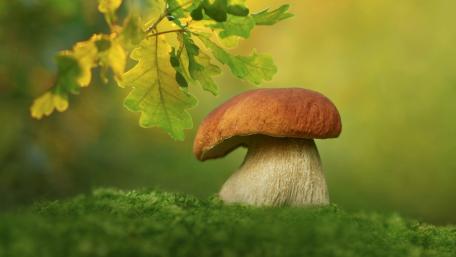 Mushroom Beneath Golden Leaves in Nature's Embrace wallpaper