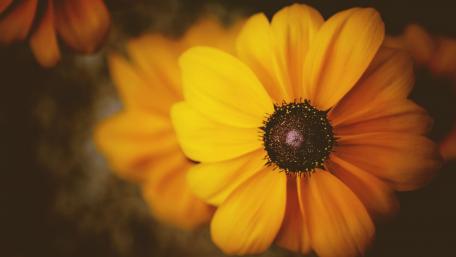 Golden Blooms in Warm Light wallpaper