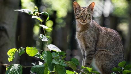 Wildcat in a Serene Natural Setting wallpaper