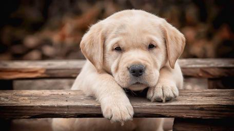 Adorable Puppy Relaxing on a Wooden Bench wallpaper