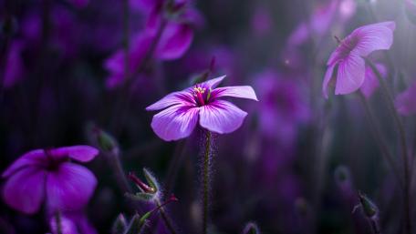 Purple Floral Elegance for Your Screen wallpaper
