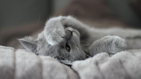 Cozy Gray Cat at Rest wallpaper