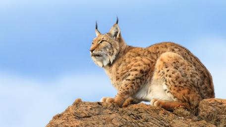 Majestic Lynx on a Rocky Outcrop wallpaper