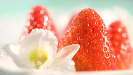 Fresh Strawberries with Delicate Blossoms wallpaper