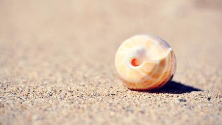 Serenity of a Shell on Sandy Shore wallpaper